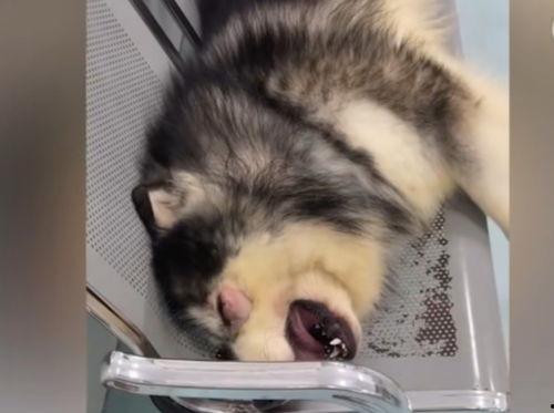 爆料狗狗打架视频大全集,盘点全网热门打架视频合集